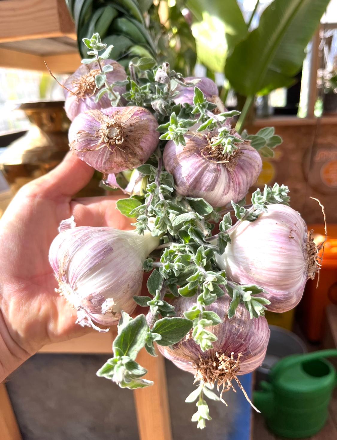 מקלעת שום טרי ישראלי בעבודת יד